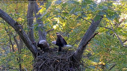 West Michigan Eagles Nest Live Cam - Oct 20, 2025, 9:01am EDT
