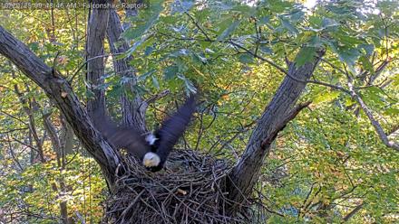 West Michigan Eagles Nest Live Cam - Oct 20, 2025, 9:42am EDT