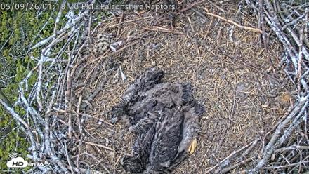 West Michigan Eagles Nest Live Cam - May 9, 2026, 1:20pm EDT