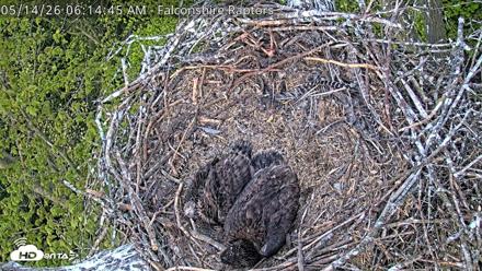 West Michigan Eagles Nest Live Cam - May 14, 2026, 6:16am EDT