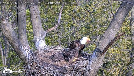 West Michigan Eagles Nest Live Cam - May 10, 2026, 6:23pm EDT