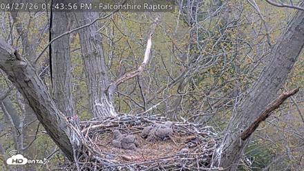 West Michigan Eagles Nest Live Cam - Apr 27, 2026, 1:45pm EDT