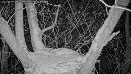 West Michigan Eagles Nest Live Cam - Dec 2, 2025, 7:01am EST