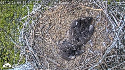 West Michigan Eagles Nest Live Cam - May 12, 2026, 9:38am EDT