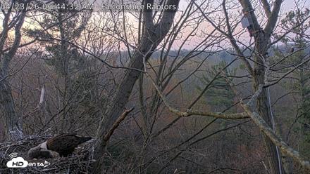 West Michigan Eagles Nest Live Cam - Apr 23, 2026, 6:45am EDT