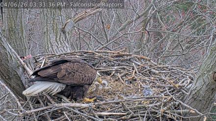 West Michigan Eagles Nest Live Cam - Apr 6, 2026, 3:34pm EDT