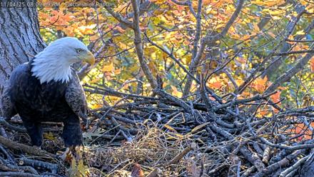 West Michigan Eagles Nest Live Cam - Nov 4, 2025, 8:01am EST