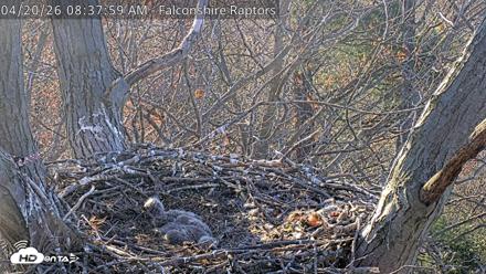 West Michigan Eagles Nest Live Cam - Apr 20, 2026, 8:38am EDT