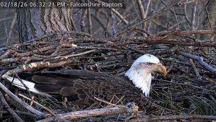 West Michigan Eagles Nest Live Cam - Feb 18, 2026, 6:33pm EST