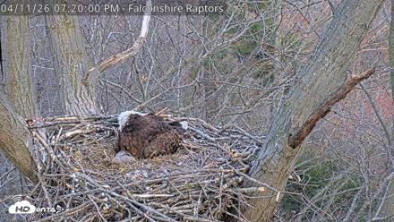 West Michigan Eagles Nest Live Cam - Apr 11, 2026, 7:21pm EDT