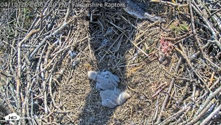 West Michigan Eagles Nest Live Cam - Apr 10, 2026, 4:04pm EDT