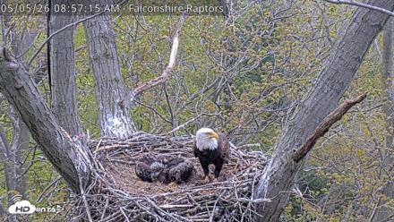 West Michigan Eagles Nest Live Cam - May 5, 2026, 8:58am EDT