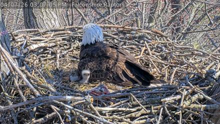 West Michigan Eagles Nest Live Cam - Apr 7, 2026, 3:07pm EDT