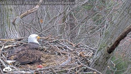 West Michigan Eagles Nest Live Cam - Apr 10, 2026, 1:15pm EDT