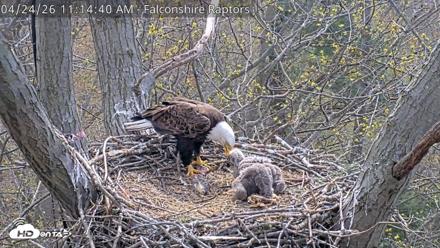 West Michigan Eagles Nest Live Cam - Apr 24, 2026, 11:15am EDT