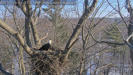 West Michigan Eagles Nest Live Cam - Feb 15, 2026, 3:38pm EST