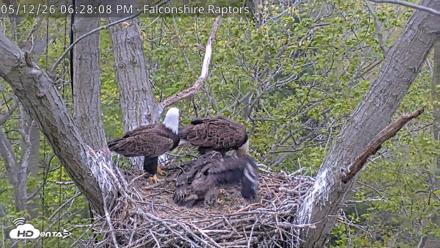 West Michigan Eagles Nest Live Cam - May 12, 2026, 6:28pm EDT