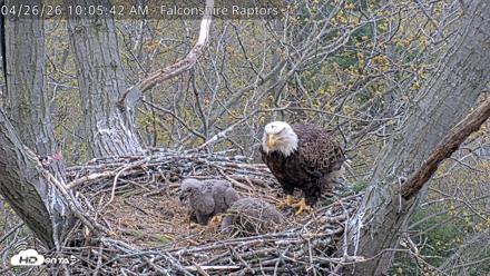 West Michigan Eagles Nest Live Cam - Apr 26, 2026, 10:06am EDT
