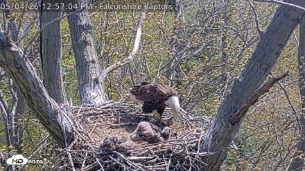 West Michigan Eagles Nest Live Cam - May 4, 2026, 12:58pm EDT