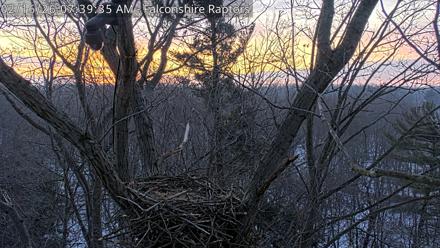 West Michigan Eagles Nest Live Cam - Feb 16, 2026, 7:40am EST