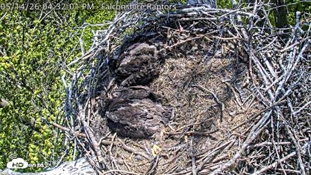 West Michigan Eagles Nest Live Cam - May 14, 2026, 4:33pm EDT