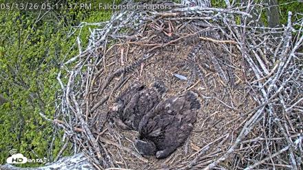 West Michigan Eagles Nest Live Cam - May 13, 2026, 5:13pm EDT