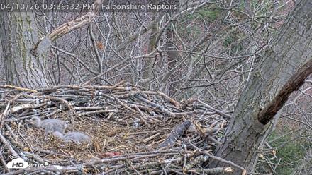 West Michigan Eagles Nest Live Cam - Apr 10, 2026, 3:40pm EDT