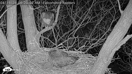 West Michigan Eagles Nest Live Cam - Apr 19, 2026, 6:21am EDT