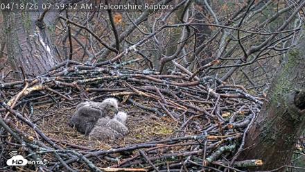 West Michigan Eagles Nest Live Cam - Apr 18, 2026, 8:00am EDT
