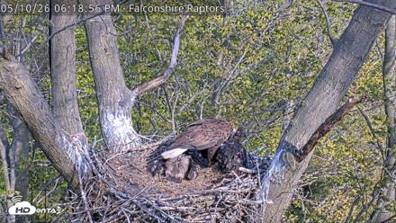 West Michigan Eagles Nest Live Cam - May 10, 2026, 6:20pm EDT