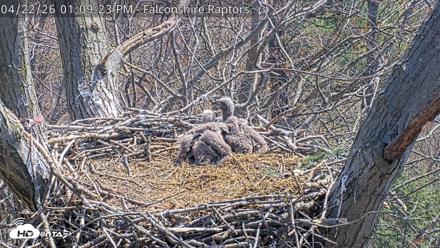 West Michigan Eagles Nest Live Cam - Apr 22, 2026, 1:10pm EDT