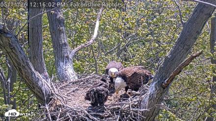 West Michigan Eagles Nest Live Cam - May 11, 2026, 12:17pm EDT