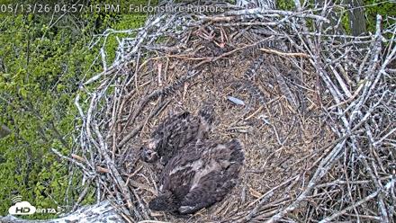 West Michigan Eagles Nest Live Cam - May 13, 2026, 4:59pm EDT