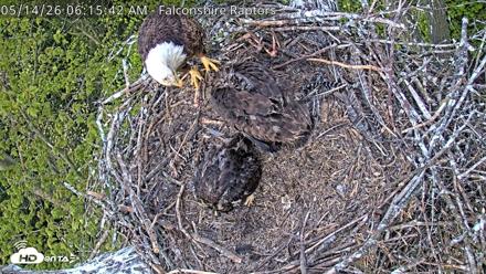 West Michigan Eagles Nest Live Cam - May 14, 2026, 6:17am EDT