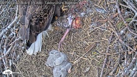 West Michigan Eagles Nest Live Cam - Apr 12, 2026, 10:44am EDT