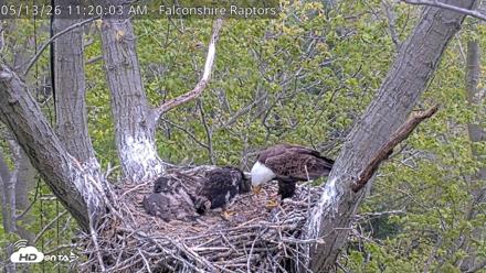 West Michigan Eagles Nest Live Cam - May 13, 2026, 11:21am EDT