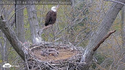 West Michigan Eagles Nest Live Cam - Apr 30, 2026, 7:45pm EDT