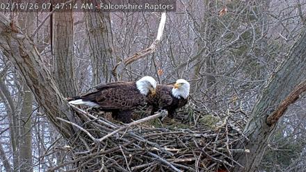 West Michigan Eagles Nest Live Cam - Feb 16, 2026, 7:47am EST