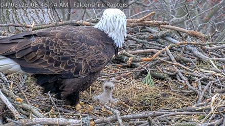 West Michigan Eagles Nest Live Cam - Apr 3, 2026, 8:47am EDT