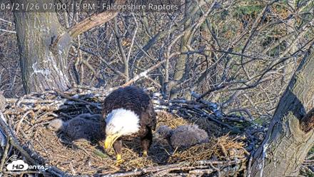 West Michigan Eagles Nest Live Cam - Apr 21, 2026, 7:02pm EDT