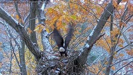 West Michigan Eagles Nest Live Cam - Nov 11, 2025, 8:34am EST
