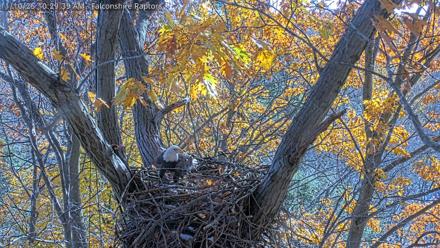 West Michigan Eagles Nest Live Cam - Nov 10, 2025, 10:22am EST