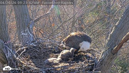 West Michigan Eagles Nest Live Cam - Apr 20, 2026, 9:32am EDT