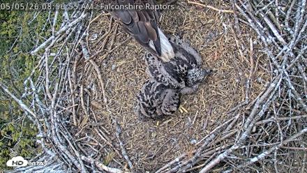 West Michigan Eagles Nest Live Cam - May 5, 2026, 8:58am EDT
