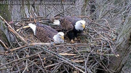 West Michigan Eagles Nest Live Cam - Feb 20, 2026, 2:51pm EST