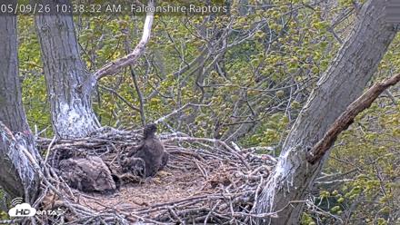 West Michigan Eagles Nest Live Cam - May 9, 2026, 10:39am EDT