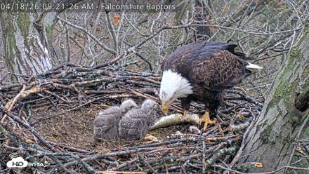 West Michigan Eagles Nest Live Cam - Apr 18, 2026, 9:22am EDT