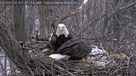 West Michigan Eagles Nest Live Cam - Feb 9, 2026, 7:43am EST