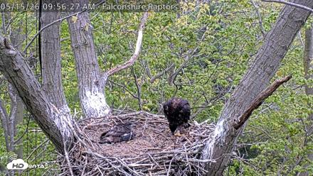 West Michigan Eagles Nest Live Cam - May 15, 2026, 9:57am EDT