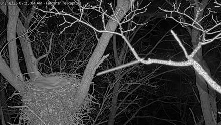 West Michigan Eagles Nest Live Cam - Jan 18, 2026, 7:25am EST